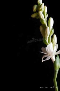 augmented_Polianthes tuberosa flower11_0_8423.jpeg